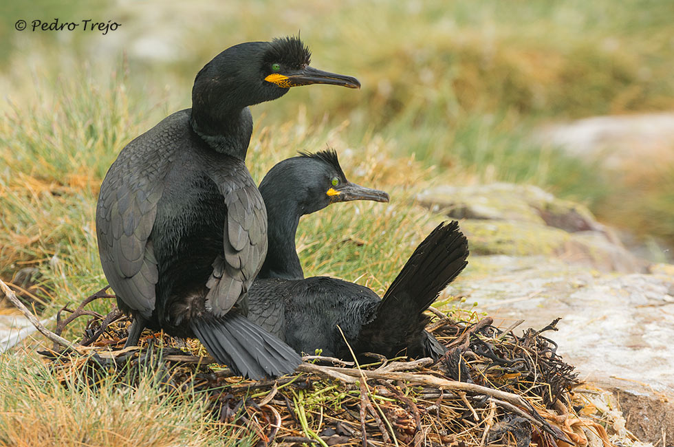 Cormorán moñudo (Phalacrocorax aristotelis)